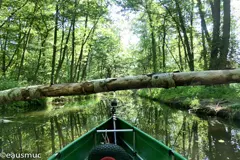 Baum quer über die Schwanenhavel