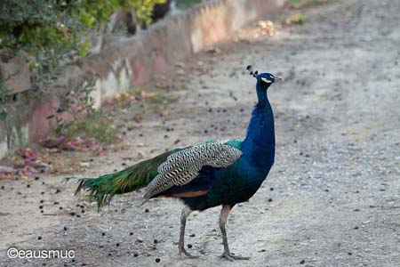 Pfau