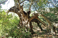 Baum