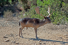 Hirsch