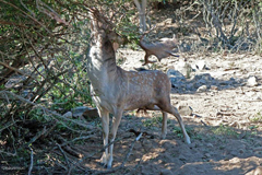 Hirsch