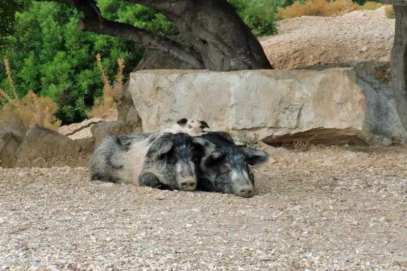 Schweine am Wegesrand