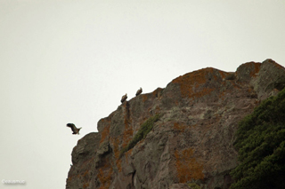 Gänsegeier auf einem Felsen