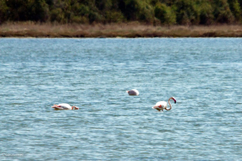 Flamingos