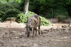 Wildschwein