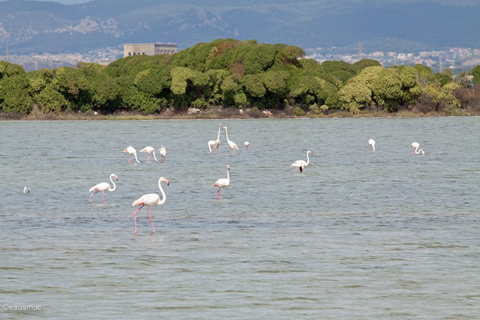 Flamingos