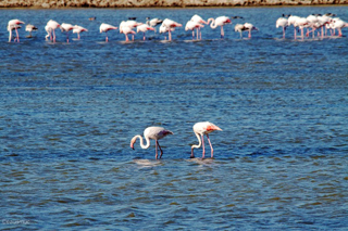 Flamingos