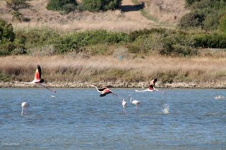 Flamingos