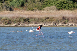 Flamingos