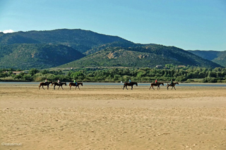 Pferde und Reiter am Strand