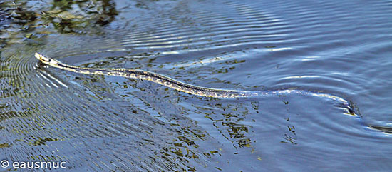 Mangrove Race