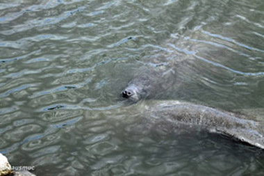 Manatees