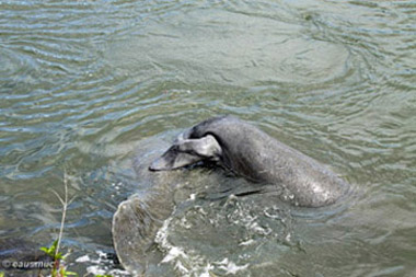 Manatees