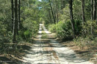 Forest Road