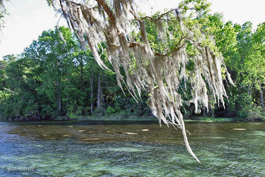 Salt Springs