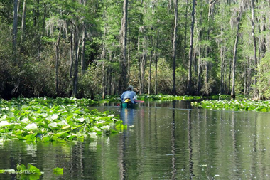 Kanu auf dem Suwanee River