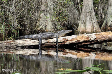 Hang on loose Alligator