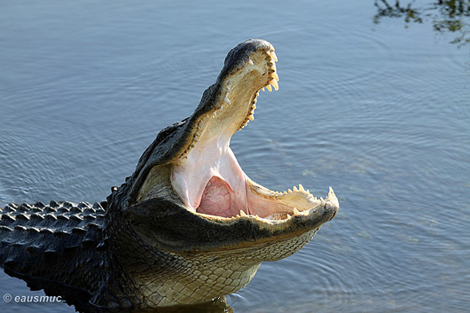 Alligator mit aufgerissenem Maul