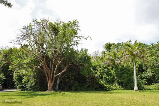 Gumbo Limbo Baum