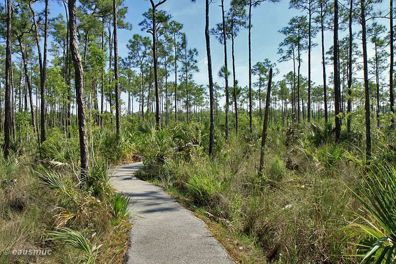 Pinelands Trail