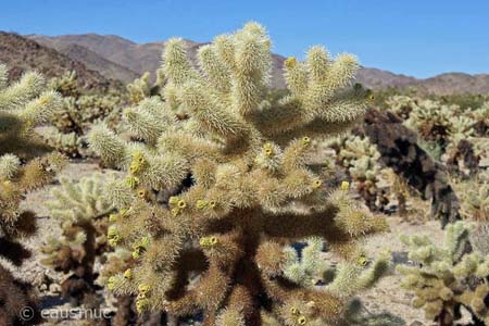 Cholla Cactus