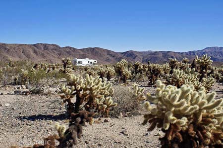 Cholla Cactus Garden