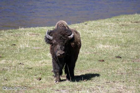 Bison