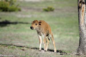 Bisonkalb