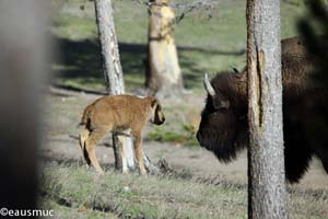 Bisonkalb und Mutter