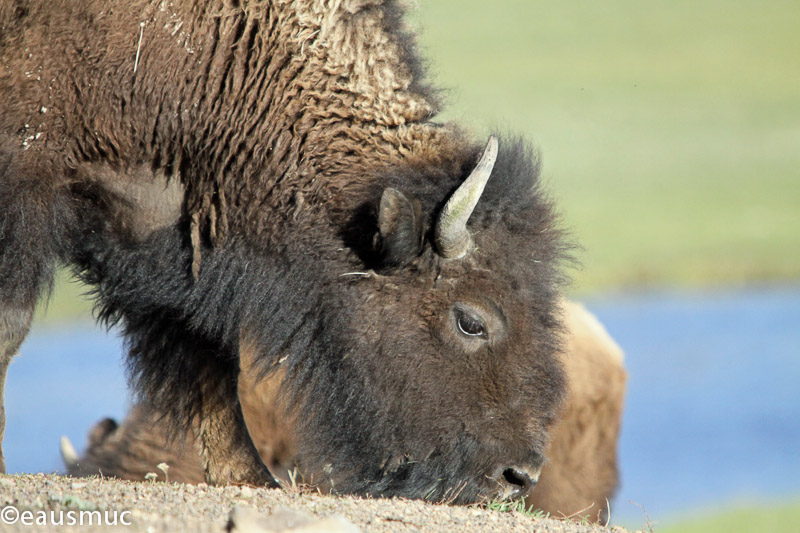 Nahaufnahme Bisonkopf