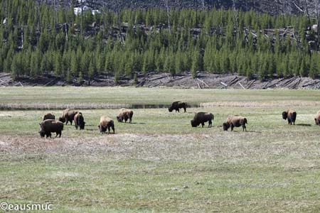 Bisons auf der Wiese