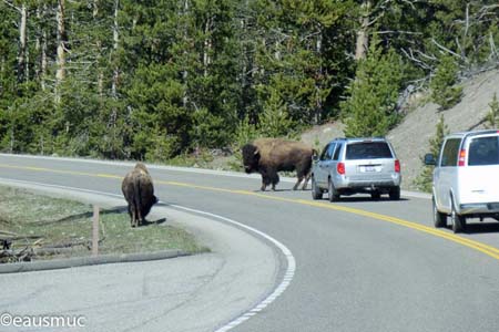 Bisons auf der Straße