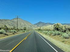 Joshua Trees neben der Straße