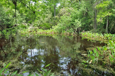 Pond am Ende des Boardwalks