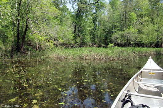 Auf dem Blackwater River