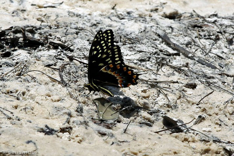 Schmetterling