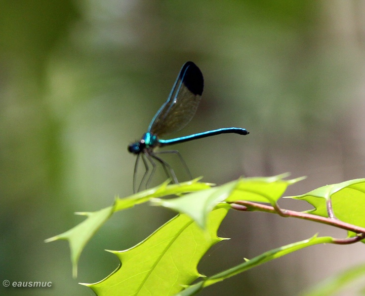 Libelle