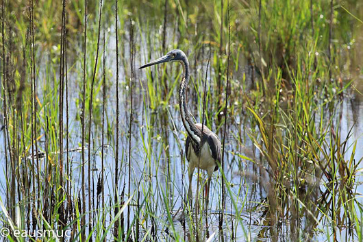 Heron