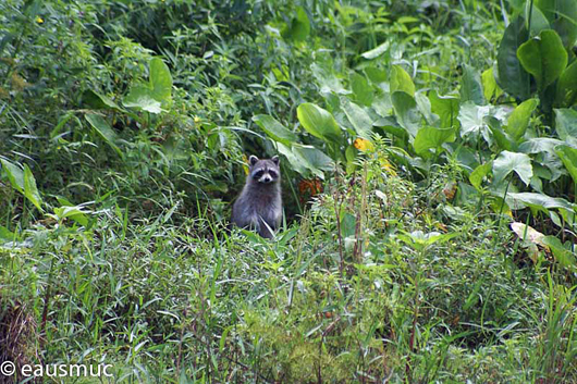 Waschbär