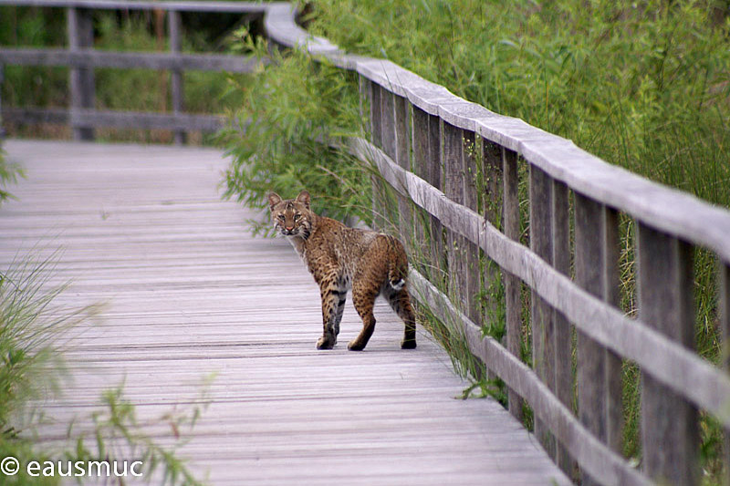 Bobcat