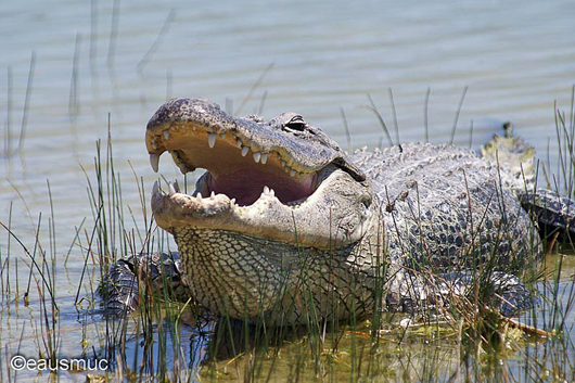 Alligator