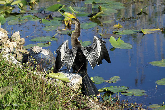 Anhinga Vogel