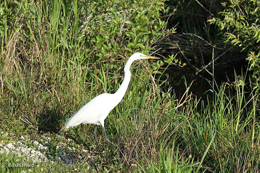 Heron / Reiher