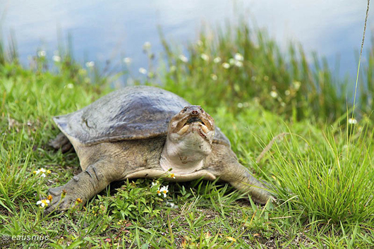 Florida Softshell Turtle