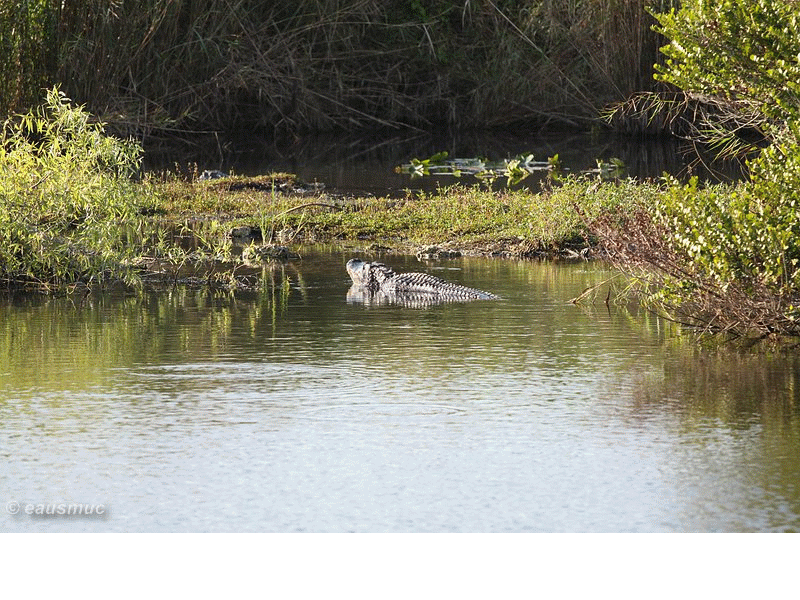 balzender Alligator