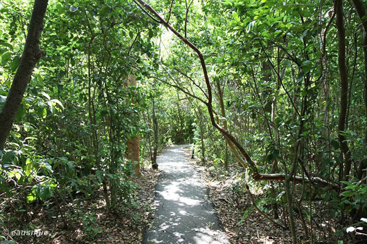 Gumbo Limbo Trail