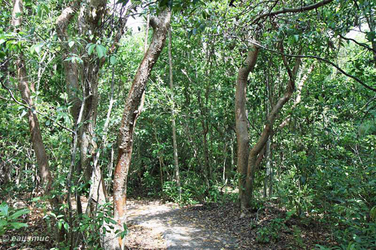 Gumbo Limbo Trail