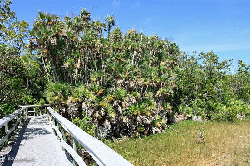 Boardwalk