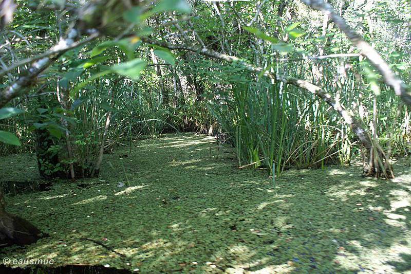 Mit dem Kanu auf dem Turner River