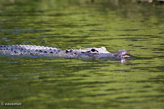 Alligator